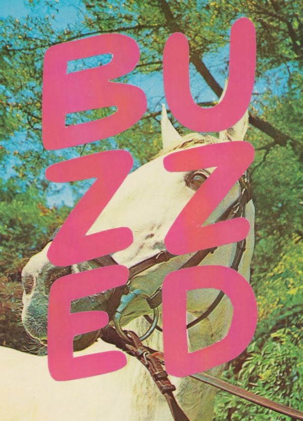 Book cover of Stef Mosebach's Queer Horses, with a foal behind a stenciled title. Published by Verlag Kettler.