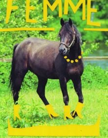 Book cover of Stef Mosebach's Queer Horses, with a foal behind a stencilled title. Published by Verlag Kettler.