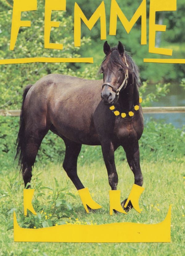 Book cover of Stef Mosebach's Queer Horses, with a foal behind a stenciled title. Published by Verlag Kettler.