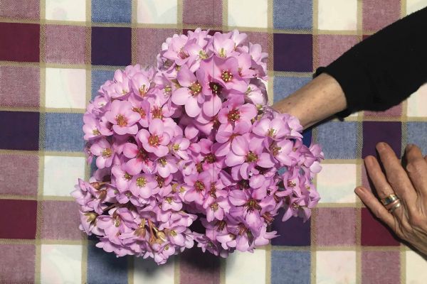 Book cover of Like we could almost live forever. Published by Verlag Kettler.