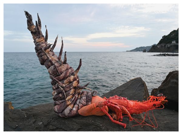 Book cover of Animal: Laura Gaiser; featuring a person dressed as a shrimp. Published by Verlag Kettler.