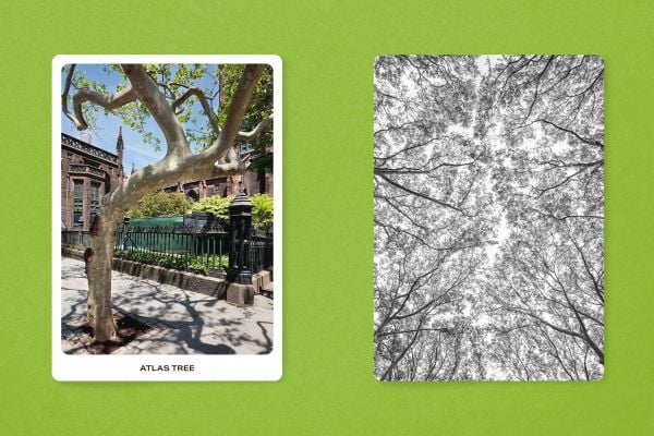 The New York City Street Tree Tarot