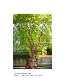 The New York City Street Tree Tarot