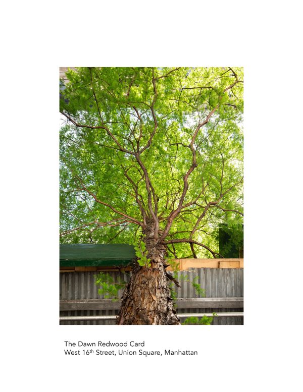 The New York City Street Tree Tarot