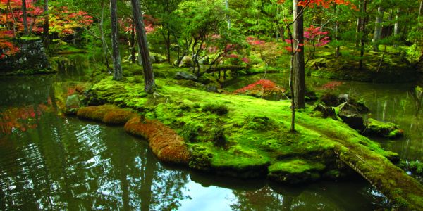 Shinto sanctuary in Kyoto, Shimogamo Shrine, red Japanese bridge with yellow leafed tree, on cover of 'World Heritage Japan', by River Books.