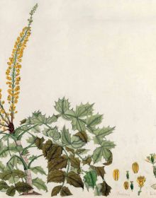 Indian Botanical Art