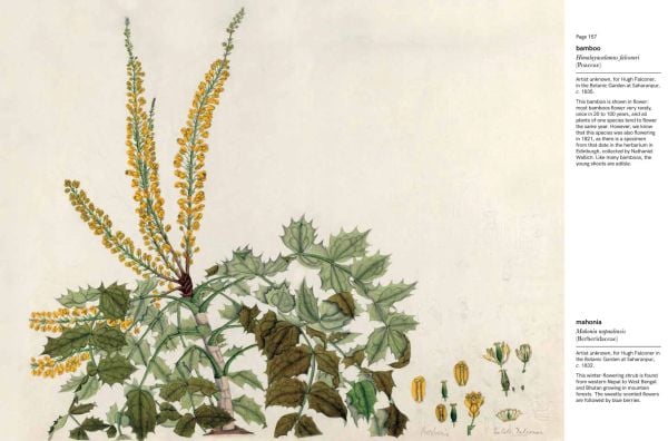 Book cover of Indian Botanical Art: An Illustrated History; featuring a pink flower. Published by Roli Books.