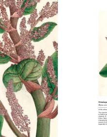 Indian Botanical Art