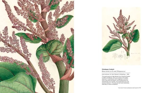 Book cover of Indian Botanical Art: An Illustrated History; featuring a pink flower. Published by Roli Books.