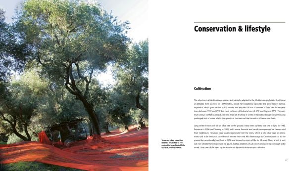 Book cover of The Olive Tree: Around the World, with a large olive grove surrounded by mountains. Published Ediciones El Viso.