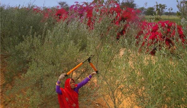 Book cover of The Olive Tree: Around the World, with a large olive grove surrounded by mountains. Published Ediciones El Viso.