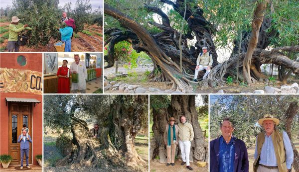 Book cover of The Olive Tree: Around the World, with a large olive grove surrounded by mountains. Published Ediciones El Viso.