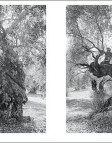Large ancient olive tree split open with Jacques Berthet Olive Trees in white font below