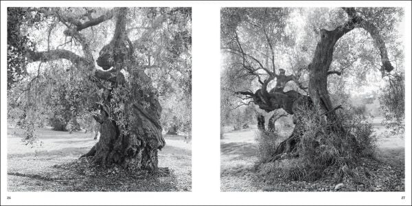 Large ancient olive tree split open with Jacques Berthet Olive Trees in white font below