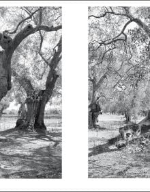Large ancient olive tree split open with Jacques Berthet Olive Trees in white font below