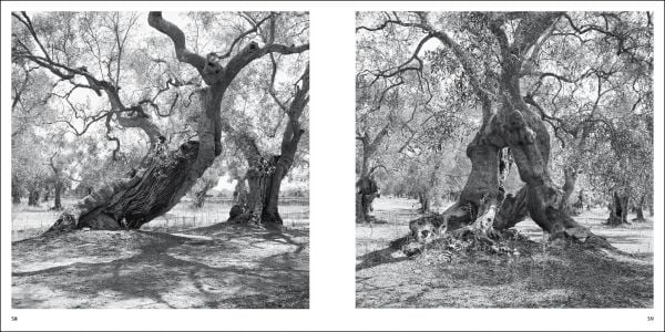 Large ancient olive tree split open with Jacques Berthet Olive Trees in white font below