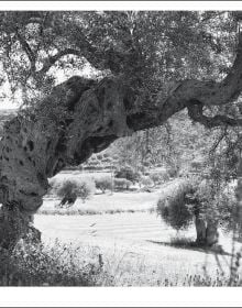 Large ancient olive tree split open with Jacques Berthet Olive Trees in white font below