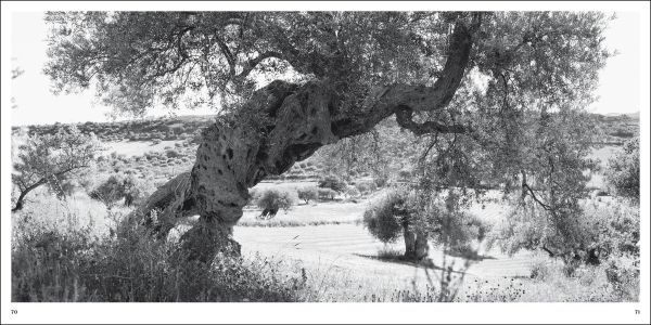 Large ancient olive tree split open with Jacques Berthet Olive Trees in white font below