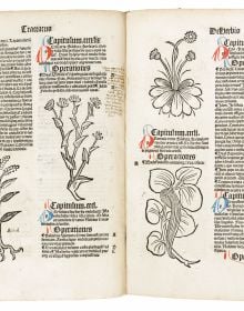 Book cover of Seeds of Knowledge, Early Modern Illustrated Herbals, with detail of green foliage painting. Published by Silvana.