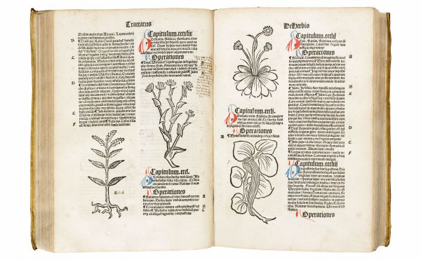 Book cover of Seeds of Knowledge, Early Modern Illustrated Herbals, with detail of green foliage painting. Published by Silvana.