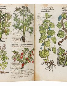 Detail of green foliage painting, on white cover of 'Seeds of Knowledge, Early Modern Illustrated Herbals', by Silvana.