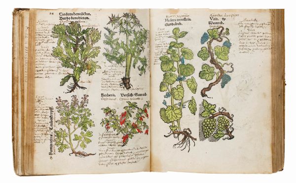 Book cover of Seeds of Knowledge, Early Modern Illustrated Herbals, with detail of green foliage painting. Published by Silvana.