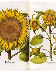 Book cover of Seeds of Knowledge, Early Modern Illustrated Herbals, with detail of green foliage painting. Published by Silvana.