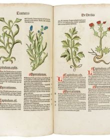 Green foliage on white cover of 'Seeds of Knowledge, Early Modern Illustrated Herbals', by Silvana.