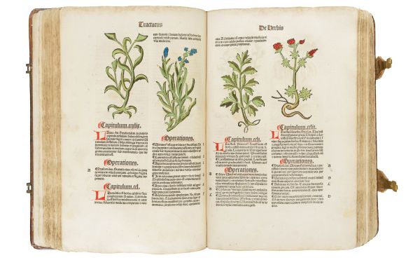 Green foliage on white cover of 'Seeds of Knowledge, Early Modern Illustrated Herbals', by Silvana.