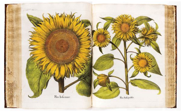 Green foliage on white cover of 'Seeds of Knowledge, Early Modern Illustrated Herbals', by Silvana.