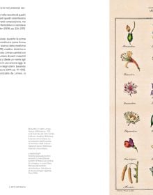 Book cover of Ars Botanica: Paper Gardens in the Miramare Library, with Pierre-Joseph Redouté's botanical print of pale pink rose with green leaves. Published by Silvana.