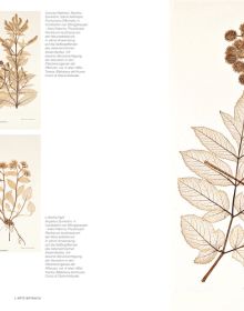 Book cover of Ars Botanica: Paper Gardens in the Miramare Library, with Pierre-Joseph Redouté's botanical print of pale pink rose with green leaves. Published by Silvana.