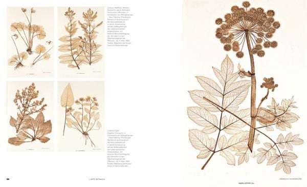 Book cover of Ars Botanica: Paper Gardens in the Miramare Library, with Pierre-Joseph Redouté's botanical print of pale pink rose with green leaves. Published by Silvana.