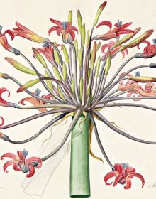 Book cover of Ars Botanica: Paper Gardens in the Miramare Library, with Pierre-Joseph Redouté's botanical print of pale pink rose with green leaves. Published by Silvana.