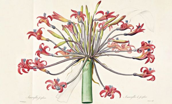 Book cover of Ars Botanica: Paper Gardens in the Miramare Library, with Pierre-Joseph Redouté's botanical print of pale pink rose with green leaves. Published by Silvana.