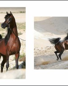 Book cover of Al Shaqab: The Legacy of Arabian Horses, with a white horse with a colourful rug on its back. Published by Silvana.
