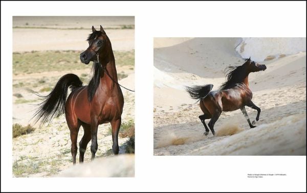 Book cover of Al Shaqab: The Legacy of Arabian Horses, with a white horse with a colourful rug on its back. Published by Silvana.