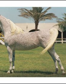 Book cover of Al Shaqab: The Legacy of Arabian Horses, with a white horse with a colourful rug on its back. Published by Silvana.