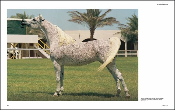 Book cover of Al Shaqab: The Legacy of Arabian Horses, with a white horse with a colourful rug on its back. Published by Silvana.