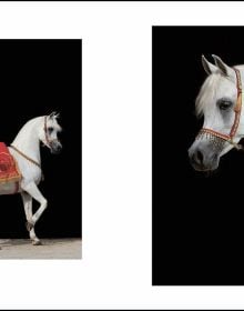 Book cover of Al Shaqab: The Legacy of Arabian Horses, with a white horse with a colourful rug on its back. Published by Silvana.