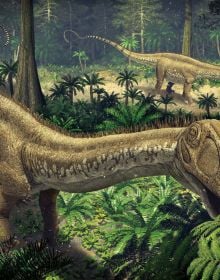 Book cover of Herbivorous Dinosaurs, with a stegosaurus with bright orange back spines. Published by White Star.