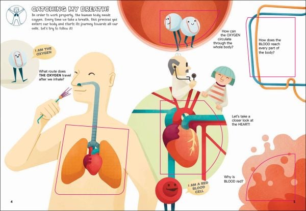 Book cover of Lift the Flap: Human Body, with a figure with organs exposed: lungs, heart and liver. Published by White Star.
