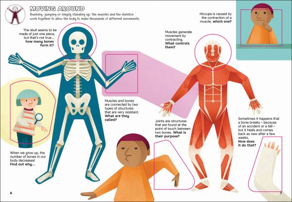 Book cover of Lift the Flap: Human Body, with a figure with organs exposed: lungs, heart and liver. Published by White Star.
