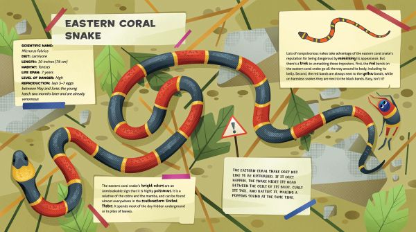 Book cover of The Amazing Catalog of Weirdest Reptiles, with a yellow snake coiled round a tree branch, with flying dragon lizard resting nearby. Published by White Star.