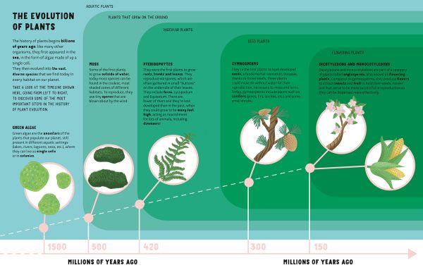 Book cover of The Lives of Trees with a forest of silver burch trunks, and leaves to edge. Published by White Star.