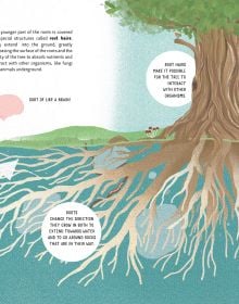 Book cover of The Lives of Trees with a forest of silver burch trunks, and leaves to edge. Published by White Star.