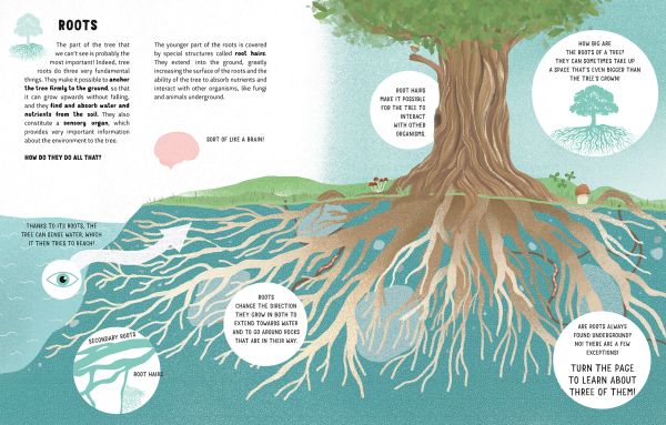 Book cover of The Lives of Trees with a forest of silver burch trunks, and leaves to edge. Published by White Star.