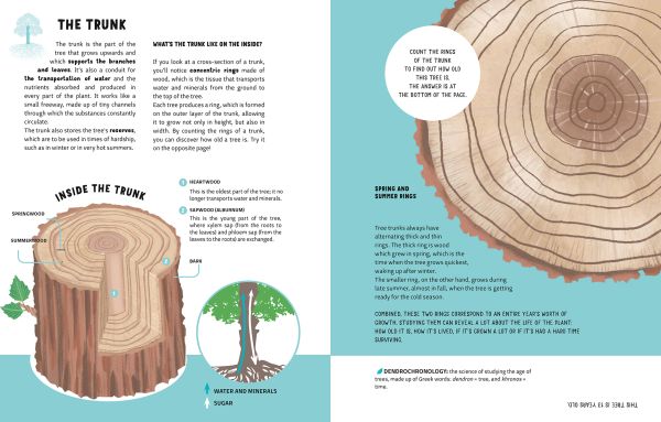 Book cover of The Lives of Trees with a forest of silver burch trunks, and leaves to edge. Published by White Star.
