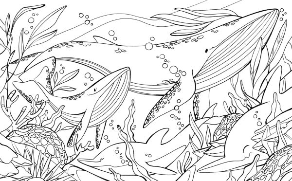 Book cover of Animals: Coloring Book, with a giraffe, lion, monkey, toucan and parrot. Published by White Star.