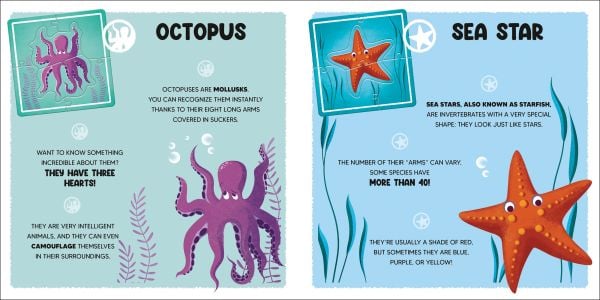 Activity box of The Ocean, with a purple octopus, whale, blue dolphin and starfish. Published by White Star.